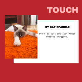 The Sugar Factory PR